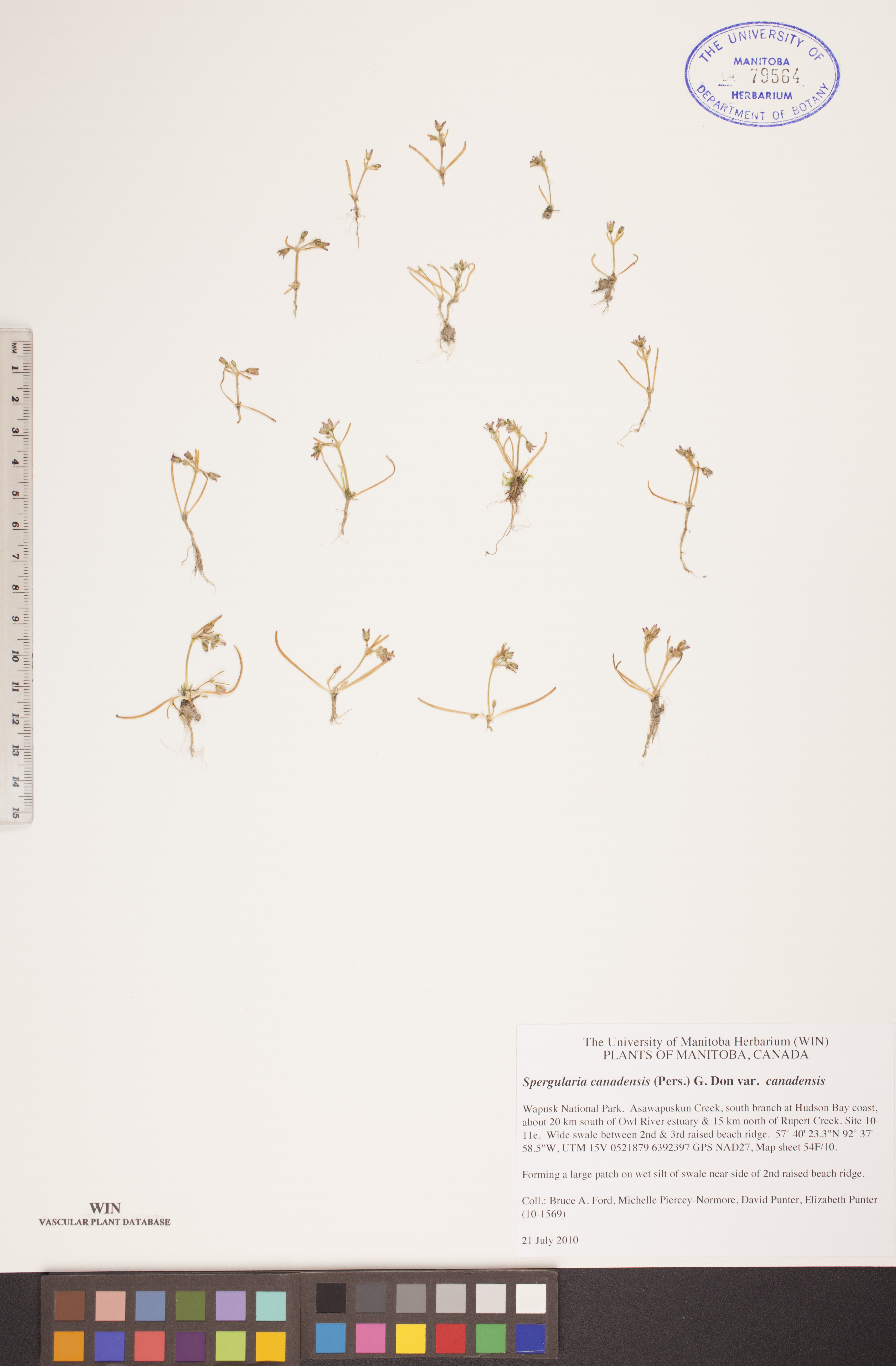 Spergularia canadensis var. canadensis image